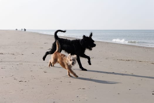Beach Friendship