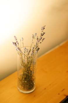 Lavender flowers
