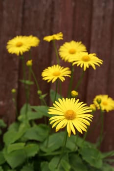 does anyone know what these flowers are called?