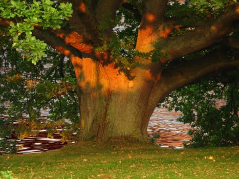 A revision of the photo of this beautiful old oak tree. It is located directly on the water of Svendborgsund. On the island of Troense. Now with the water in the background,it looks even better.