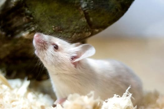 Our mouse Bördy