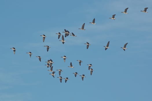 Migration of greylag geese (2)