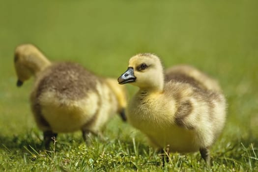 Strictly speaking,these are not chicks,but goslings - that's what young geese are called in technical jargon - even more precisely... they are young swan geese