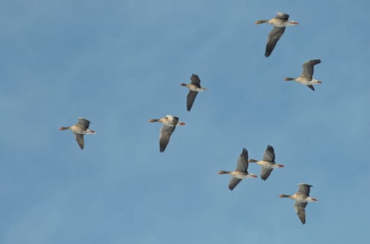 Bird migration of greylag geese