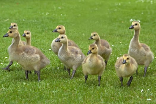 Young flock of geese