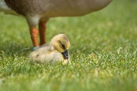 Strictly speaking,this is not a chick but a gossel - that's what young geese are called in technical jargon - even more precisely... it is a young swan goose