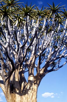 This unique tree is native to Namibia. In its sponge-like hollowed-out trunk and branches,it stores the slightest moisture and can thus survive for years in the drought of the Kalahari.