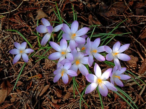 Delicate purple