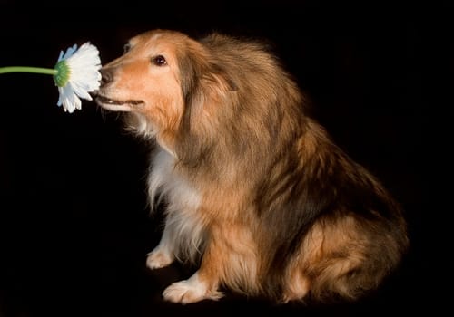Blümschen Hund