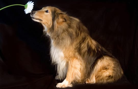 The liverwurst flower...
