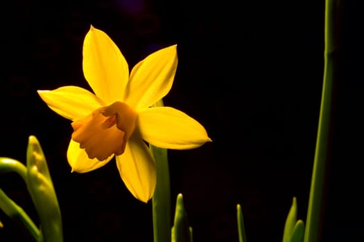 Narcissus II