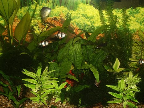 Aquarium 3