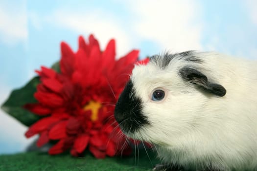 Drolly the Crested Guinea Pig III