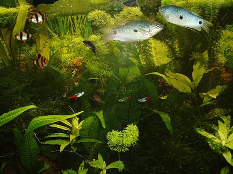 Aquarium 4