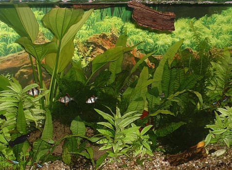 Aquarium 2