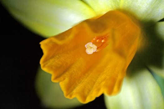 Narcissus III
