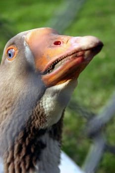 Greylag goose behind bars.