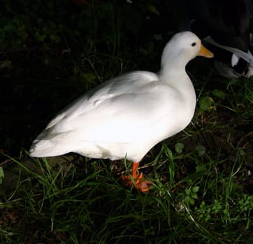 White duck