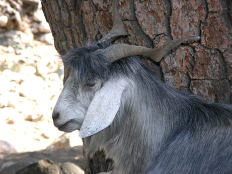 Goat in the Taurus Mountains - Kemer Turkey 2448 x 1836 pixels
