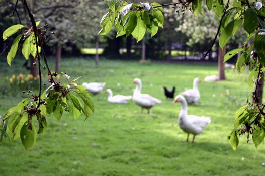 GänseWiese