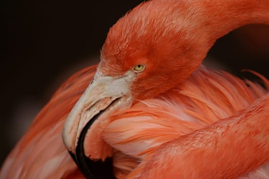 Flamingo Road