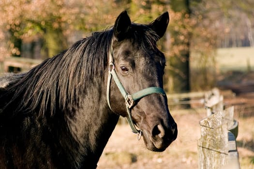 A wonderful black mare,I found her while going for a walk,she was very cuddly and highly carrying.