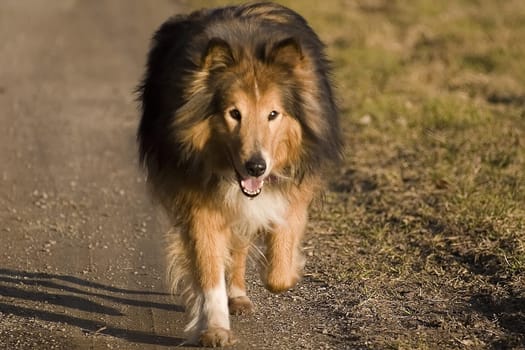 Trotting
