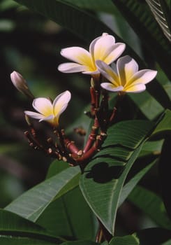 Frangipani