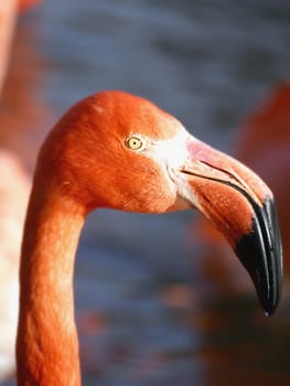 Flamingo Ingo
