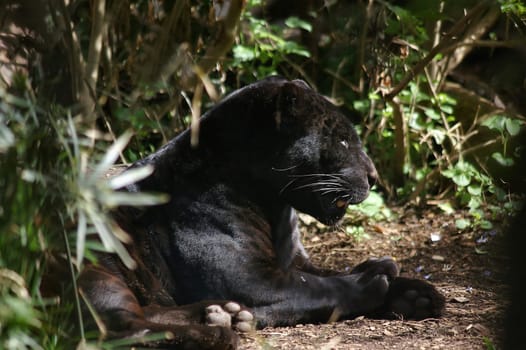 Panther without media