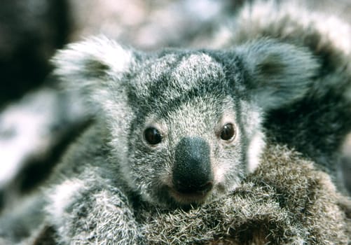 Koala baby