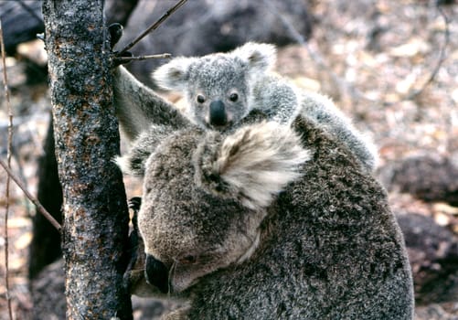 Koala baby with mother