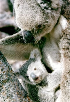 Koala cub with mom