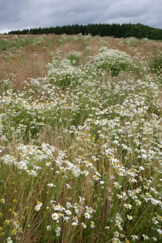 Wild meadow at the edge of a forest in summer