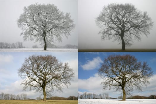 Solitary tree in the change of February weather