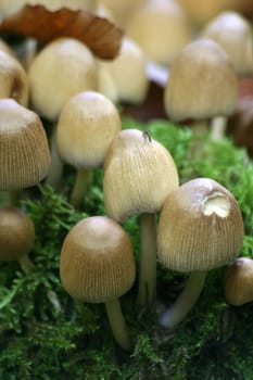 Small mushrooms on green moss cushion