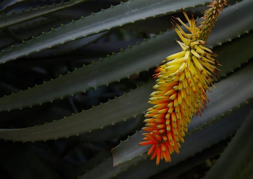Colorful aloe