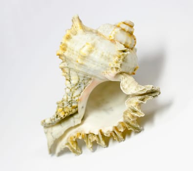 Shell