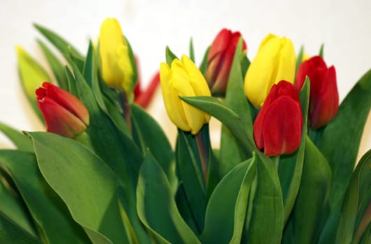 Tulips