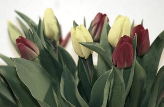 Tulips