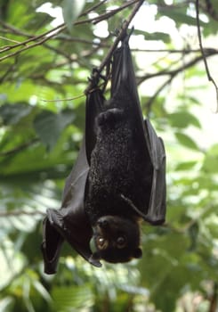 This is one of the most common fruit bats in northern Australia,where large colonies are often found in the gallery forest of rivers or in mangroves. At times,the colonies contain several thousand animals,and it is an impressive spectacle that the evening