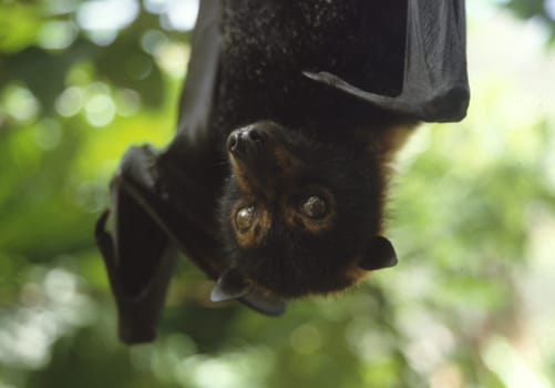 Fruit bats are fruit eaters,some species are also nectar suckers. The animal settles on the fruit or flower,holding on with the claws of the first two fingers and toes. Either the food is eaten on the spot o
