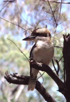 The largest and most famous representative of the tree kingfishers is the Laughing Hans.  It lives in Australia,especially in the eastern and southern parts. Here it is also called Kookaburra by the indigenous people. The Laughing Hans can take on different ways of life.