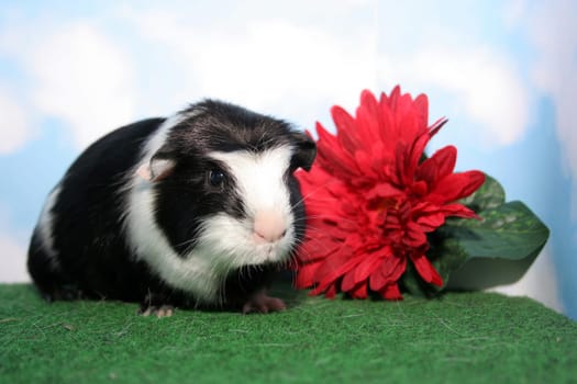 Stella with Flower III