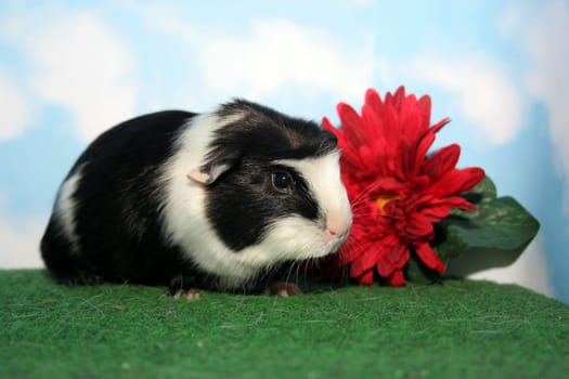 Stella with Flower II