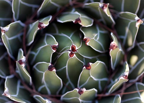 Macro Agave