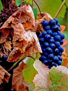 The wine