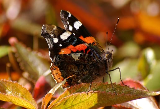Colorful Admiral