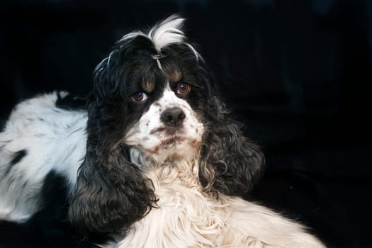 Sammy