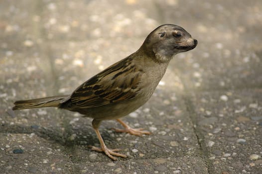 Endangered sea sparrow spotted after a lot of detailed work with horsepower.